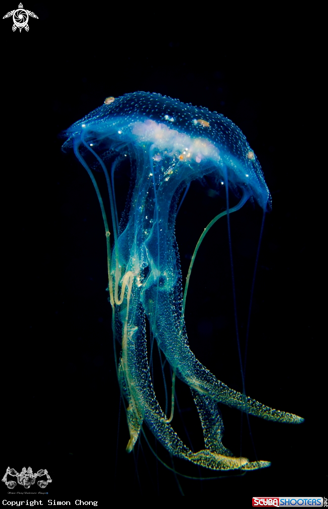 A Jellyfish