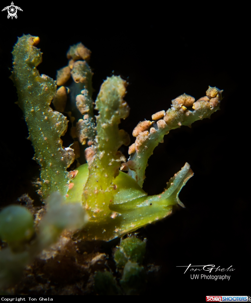 A Sea Slug