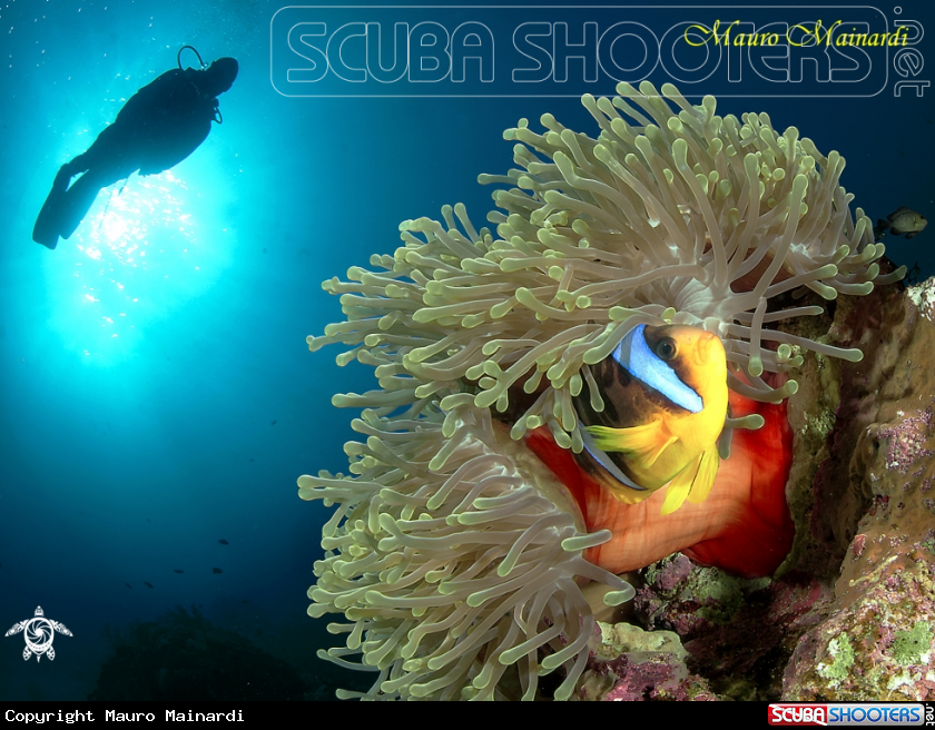 A Clownfish