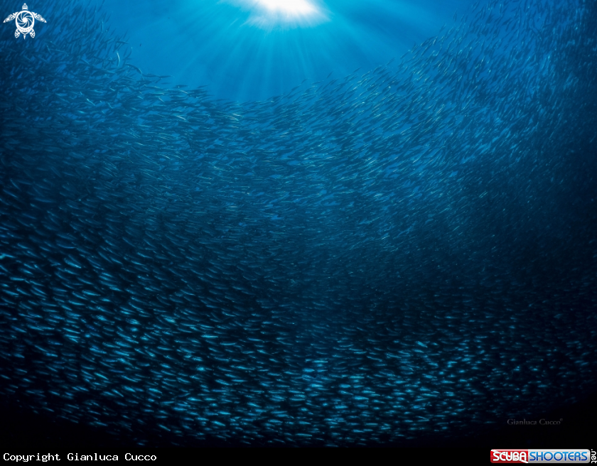 A Sardines