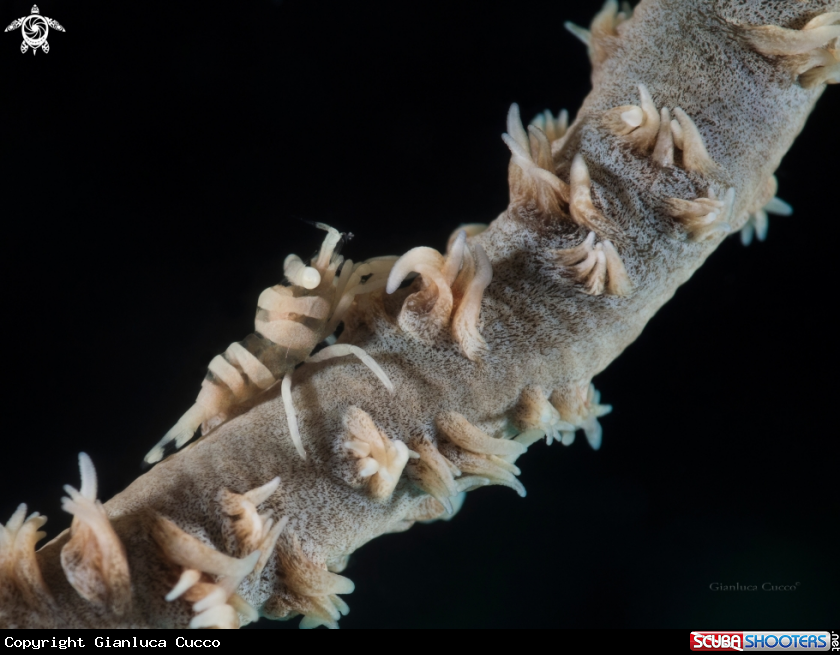A Wire Coral Shrimp,Gamberetto simbionte del corallo frusta.