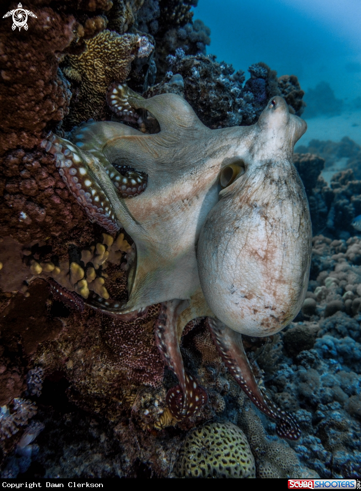 A Octopus