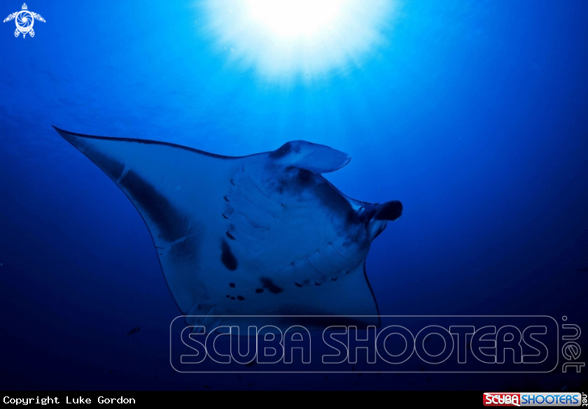 A Reef Manta Ray