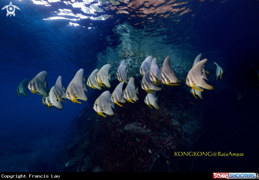 A Batfish