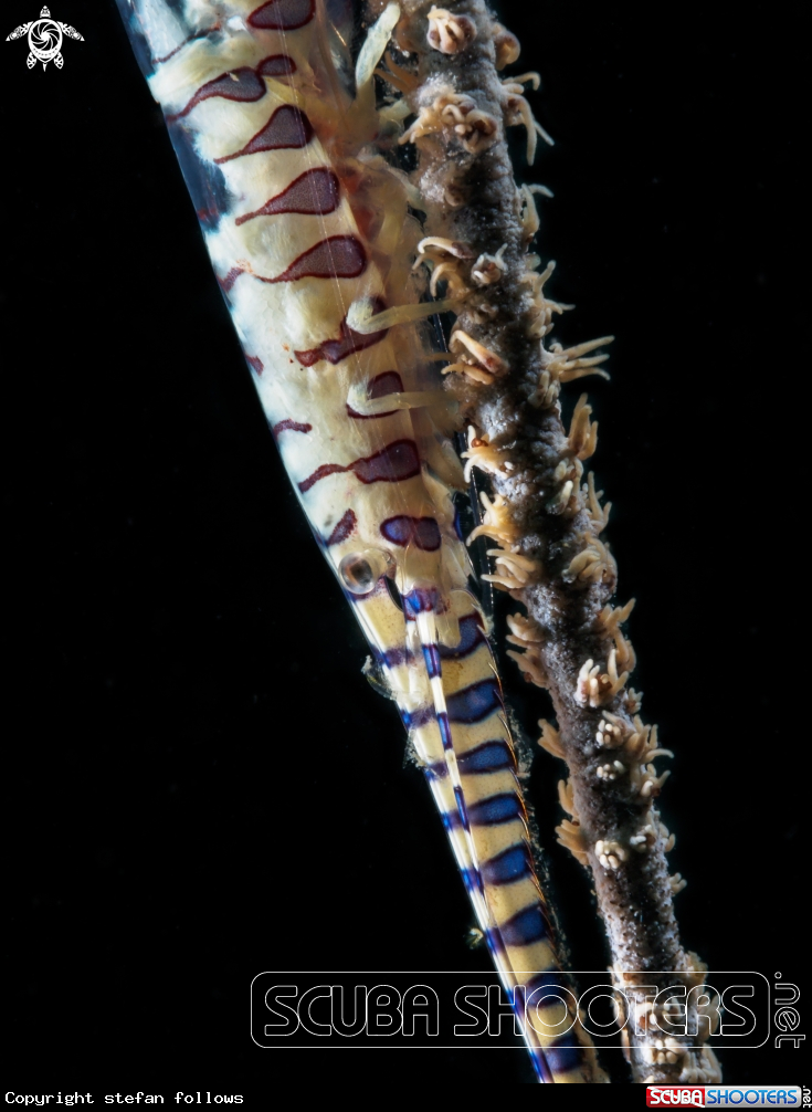 A Sawblade Shrimp