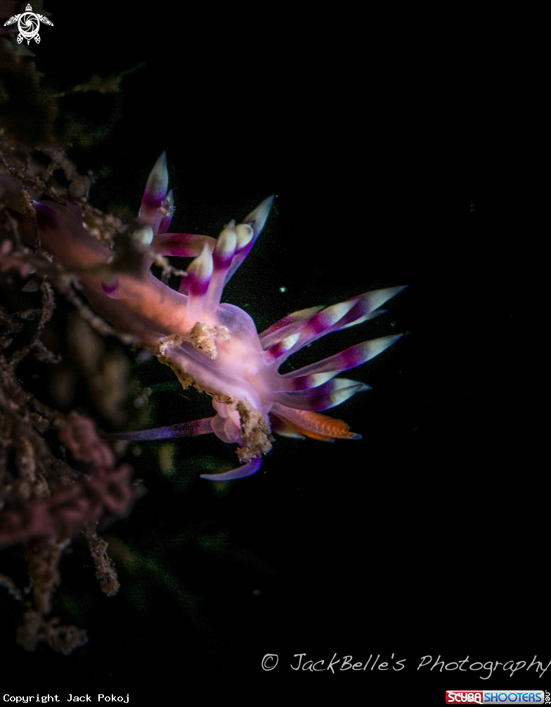 A Flabellina rubrolineata