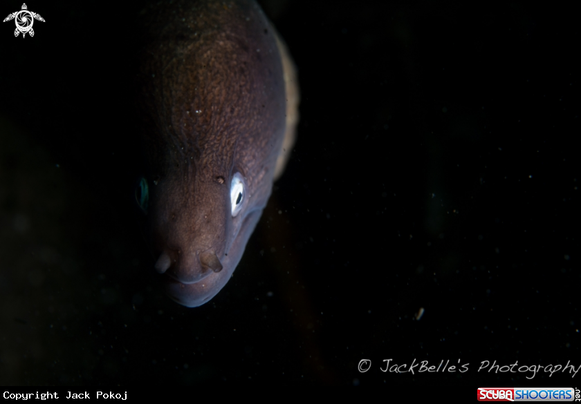 A Moray eel