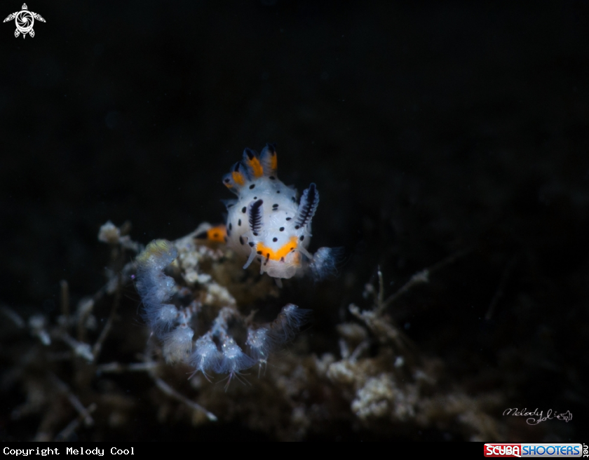 A Nudibranch