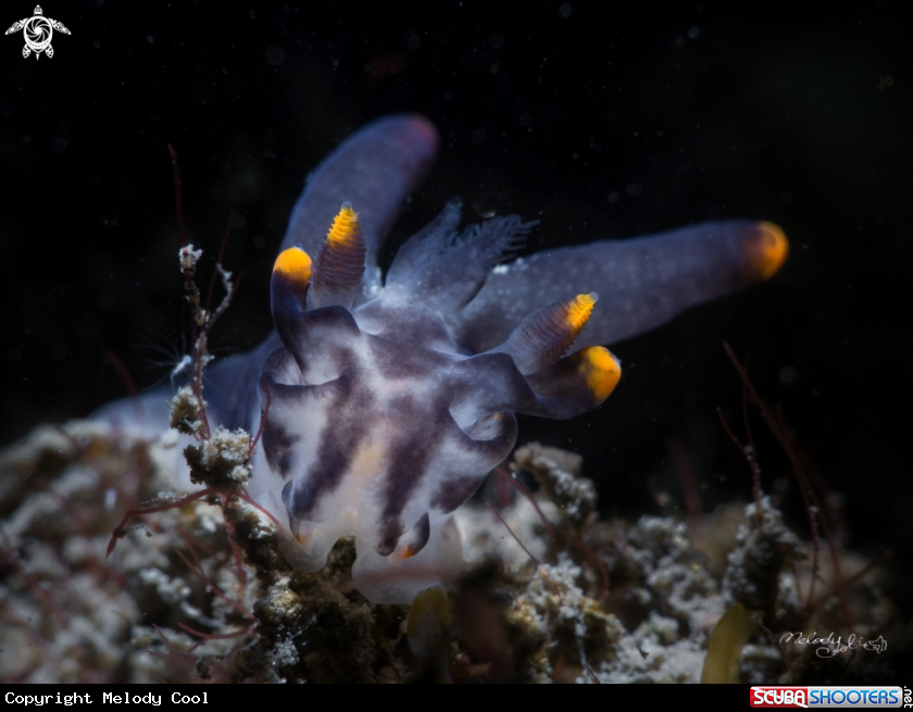 A Nudibranch