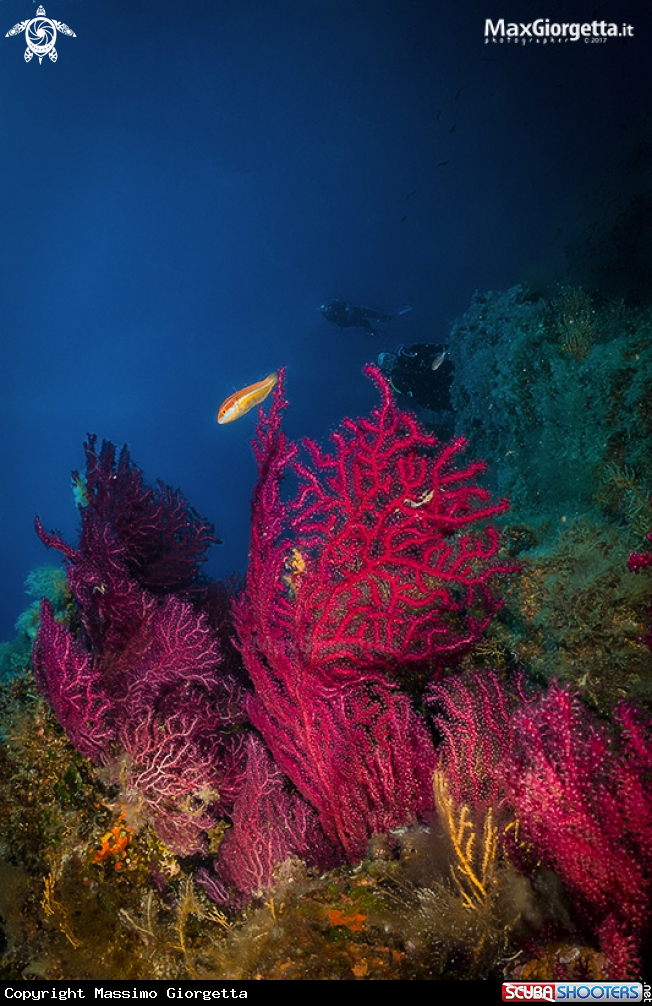 A red gorgonia