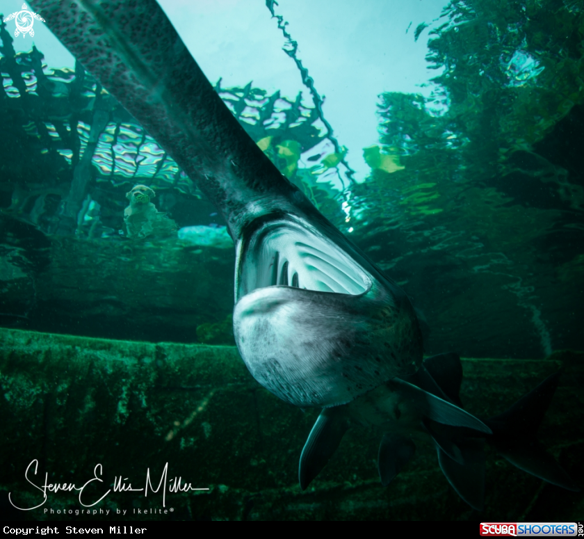 A American Paddlefish
