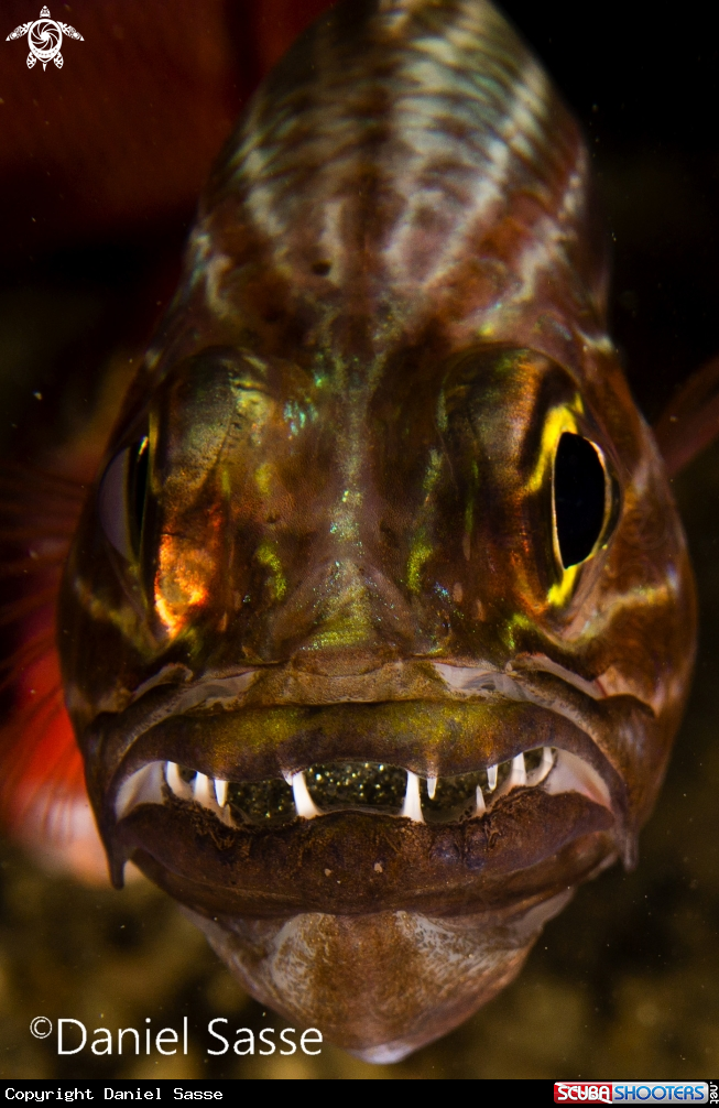 A Tiger Cardinal fish