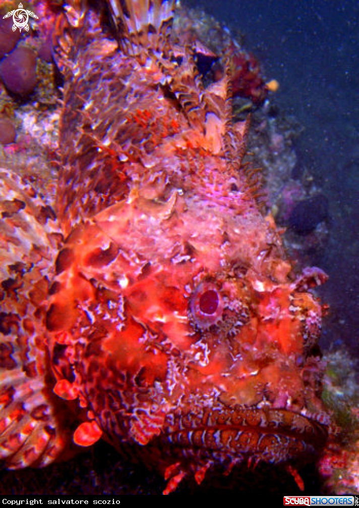 A underwater creature