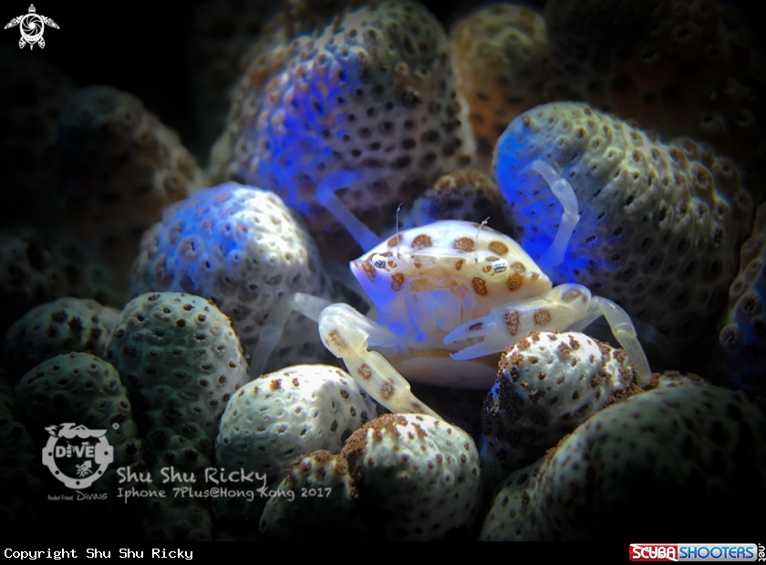 A Porcelain Crab