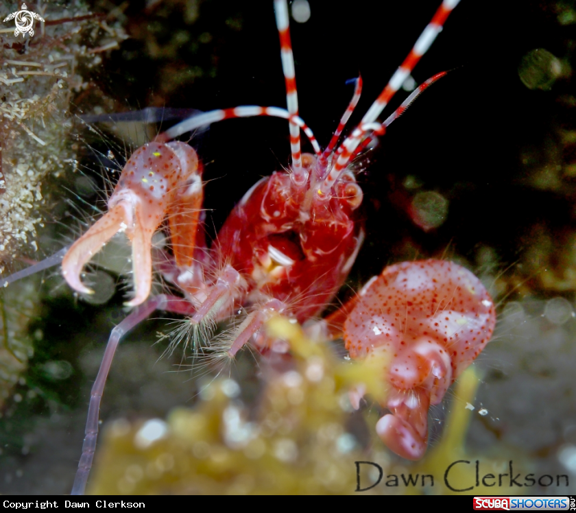 A Pistol Shrimp