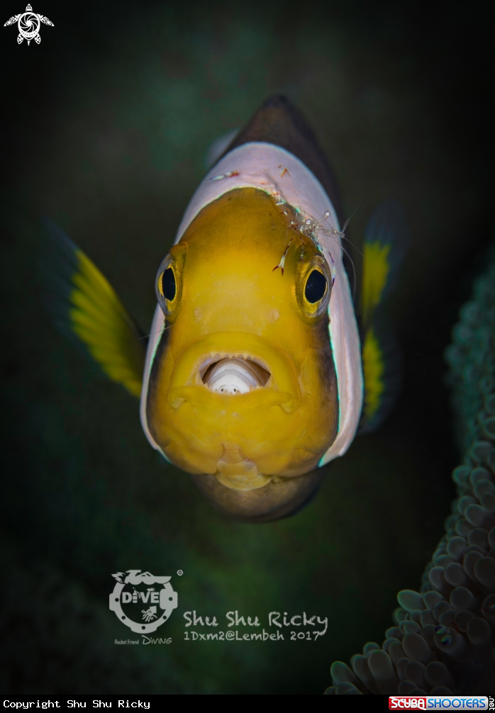 A Lembeh