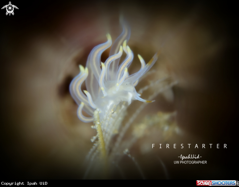 A Phyllodesmium