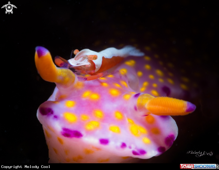 A Nudibranch & Empire Shrimp 
