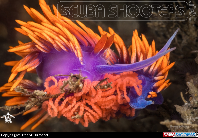 A Spanish Shawl Nudibranch