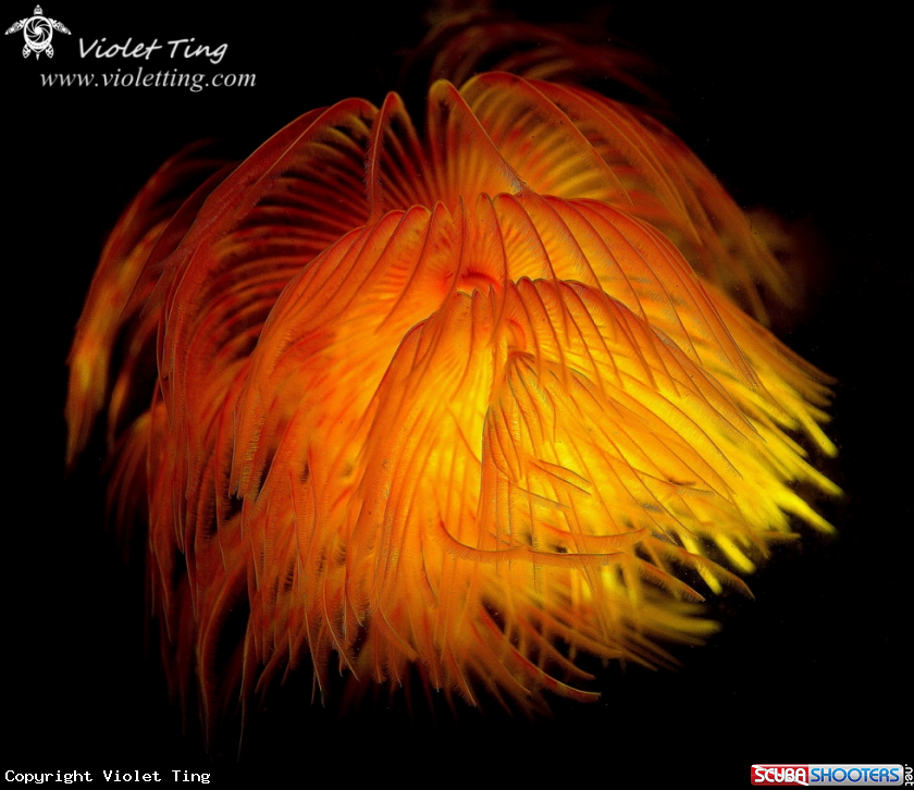 A Sabellidae (feather duster worms)