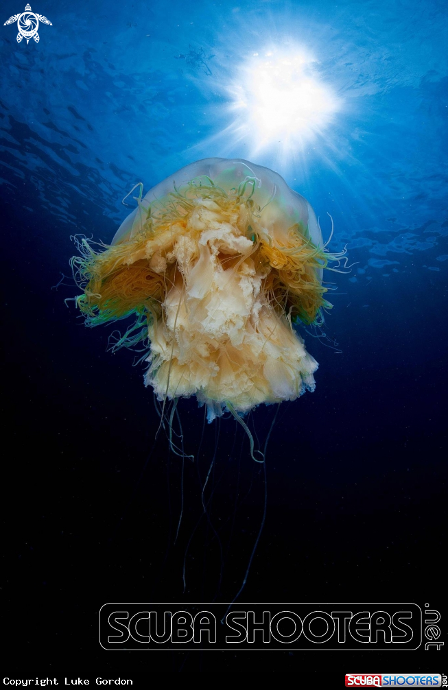 A Lions Mane Jellyfish