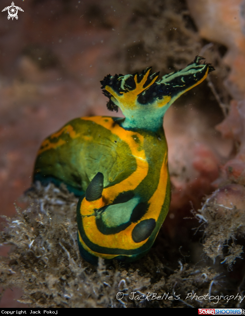 A Tambja olivaria