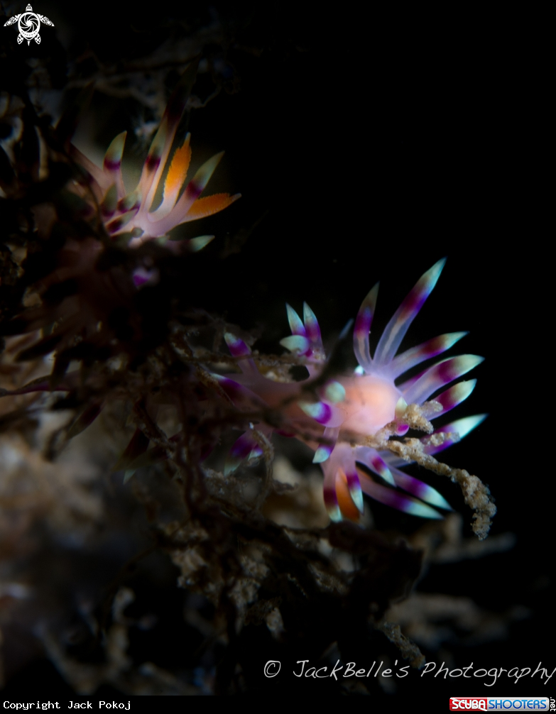 A Flabellina exoptata
