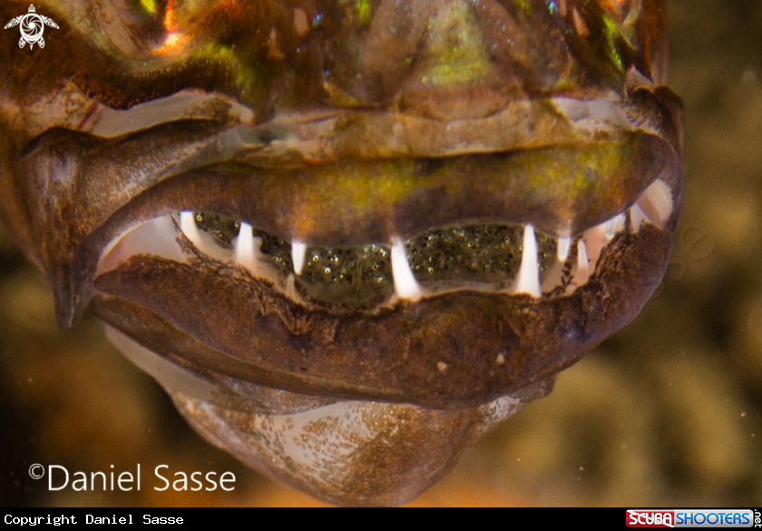 A Tiger Cardinal fish