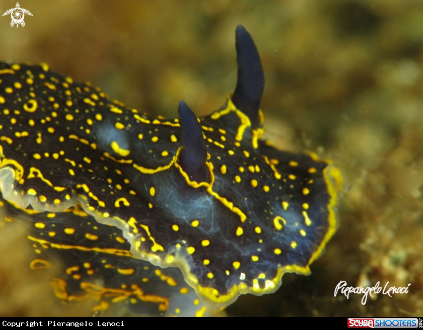 A Nudibranco