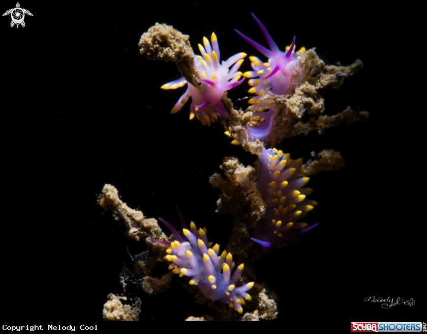 A Nudibranch
