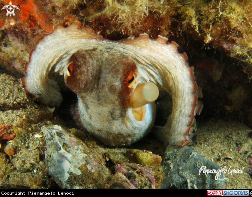 A Octopus