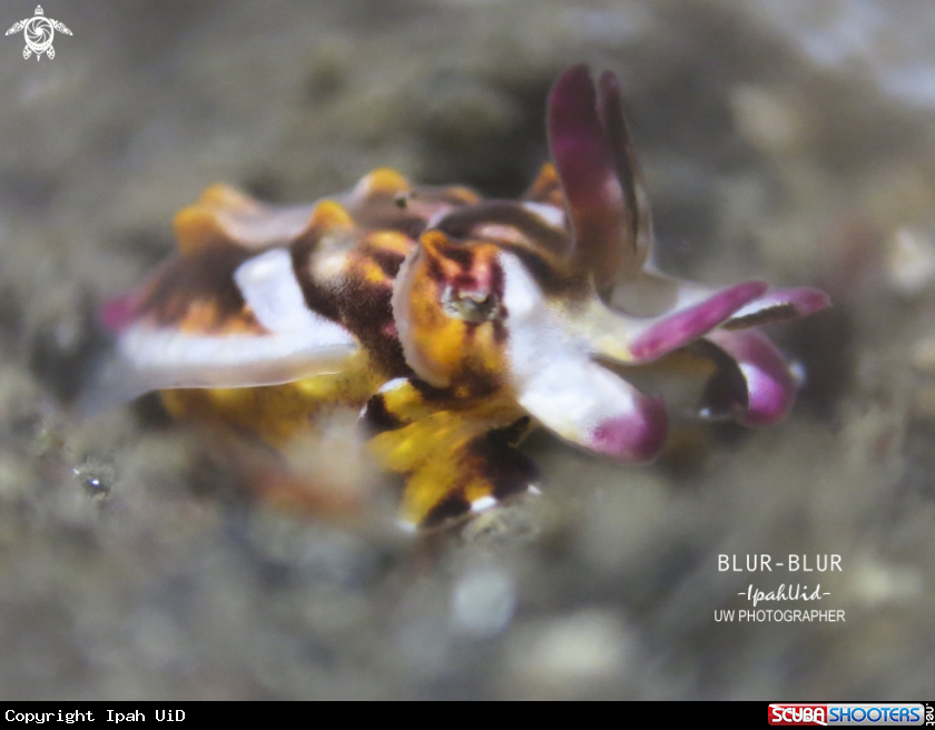 A Flamboyant Cuttlefish