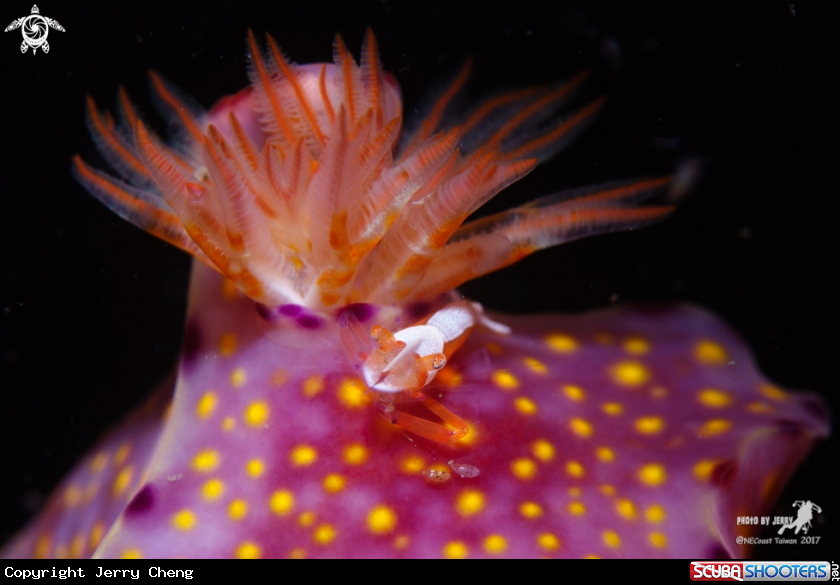 A Emperor shrimp with Nudi