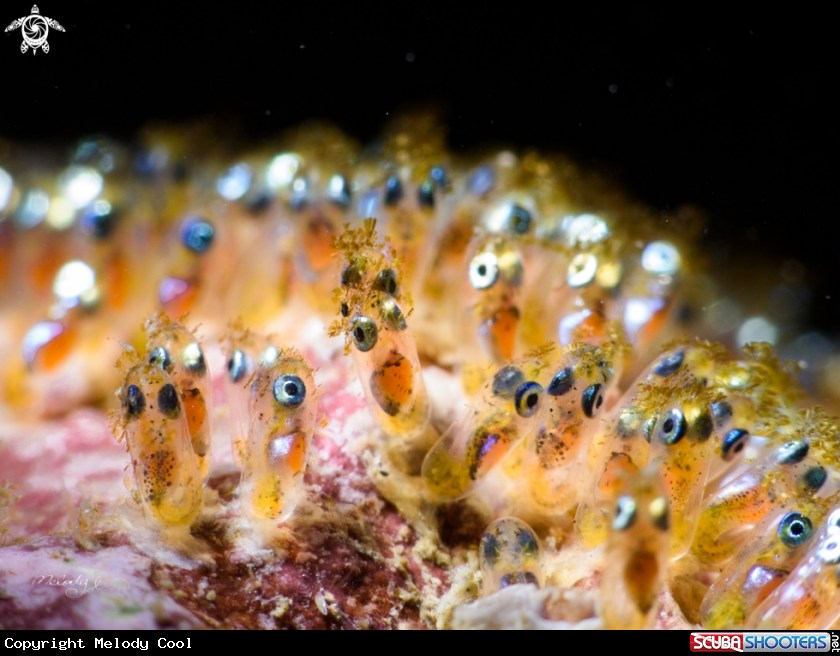 A clownfish eggs