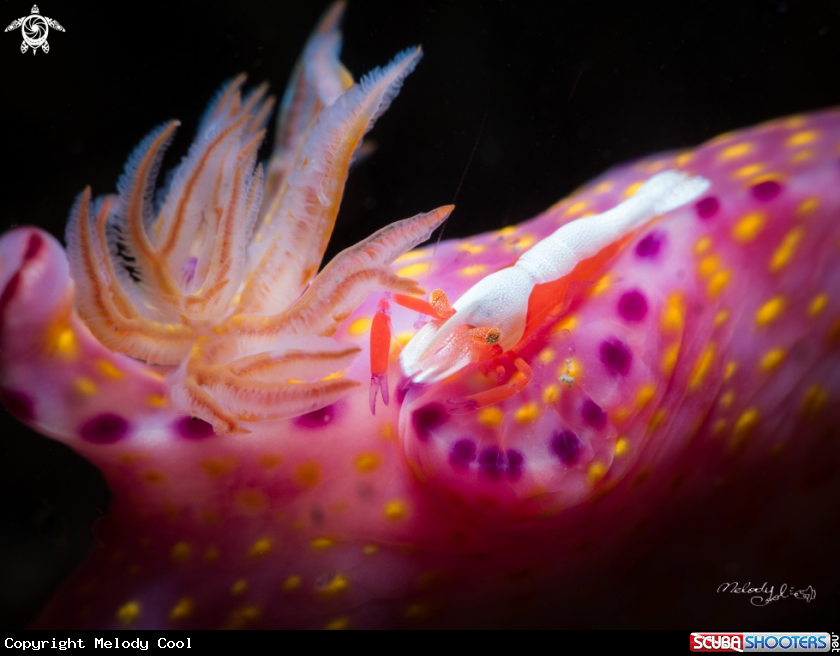 A Nudibranch & Empire Shrimp 