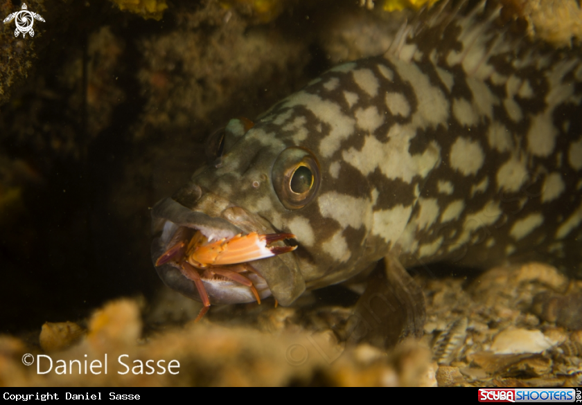 A Cloudy Grouper