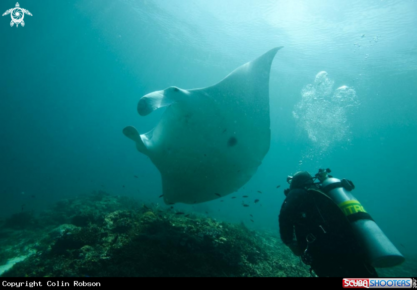 A manta ray