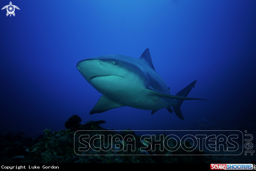 A Bull Shark
