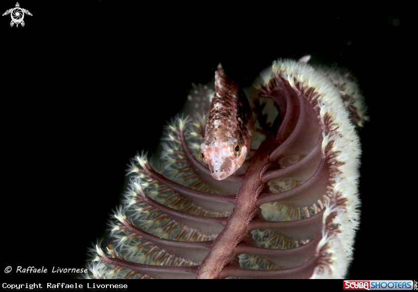 A Goby