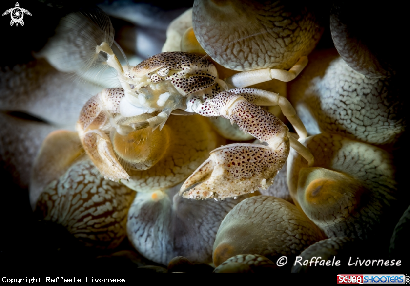 A Porcellain crab
