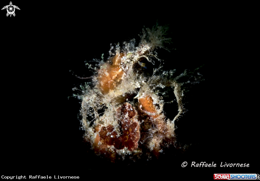 A Decorater crab