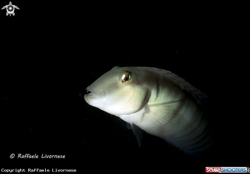 A Wrasse