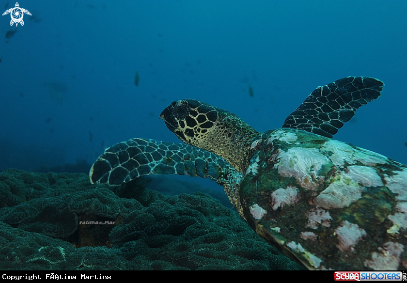 A Hawksbill