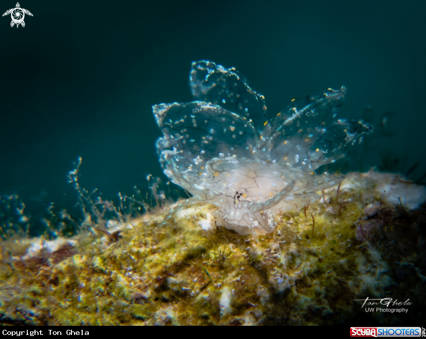 A Nudibranch