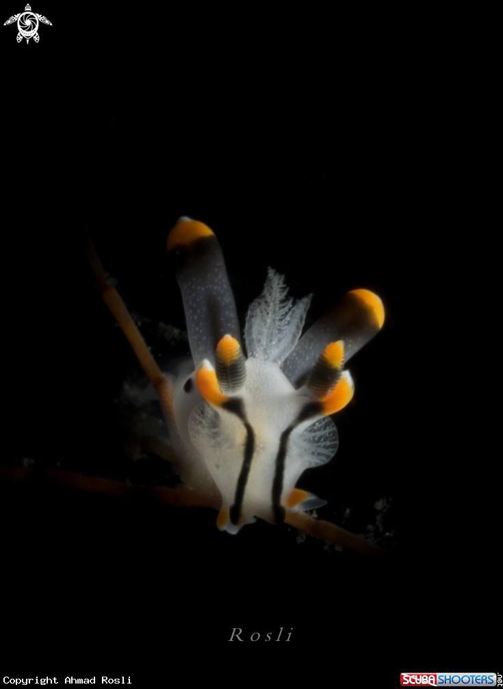 A Pikachu nudibranch