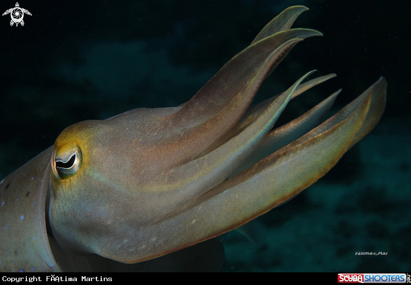 A Cuttlefish