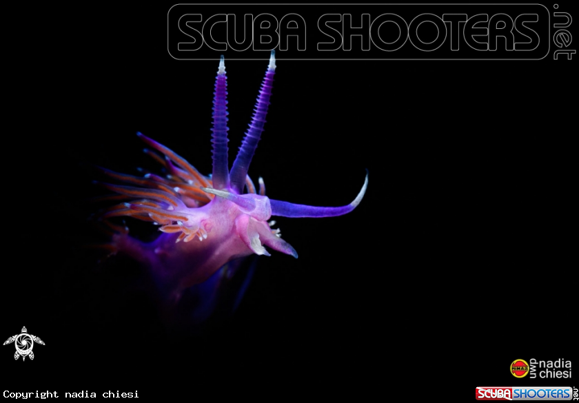A Flabellina affinis