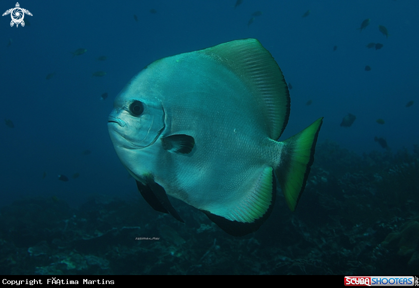 A Batfish