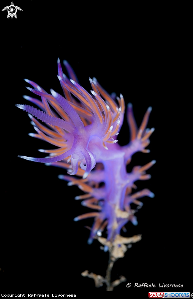 A Flabellina