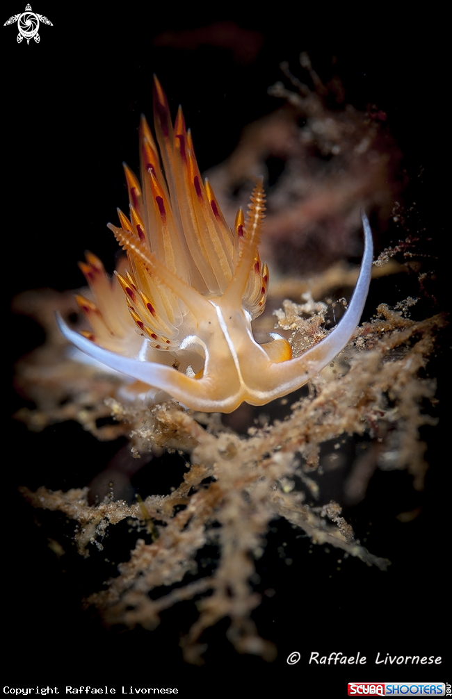 A Dondice banyulensis